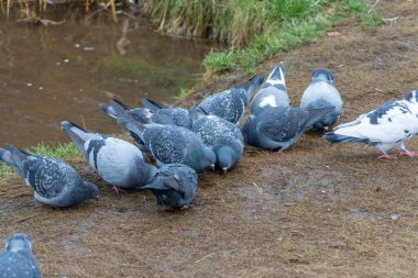 Güvercinler şehir parkındaki göl kıyısında tahılları gagalarlar. Özgürlük kuşları su kenarında beslenir. Gerçek güvercin columba aile güvercini cinidir. Kasabanın yabani kolobidonlarında çok yaygındır. Hayvan Yaban Hayatı.