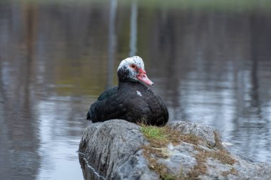 Şehir gölünde büyük bir ördek yavrusu. Vahşi hayatta yeşilimsi tüyleri olan siyah bir misk. Cairina Moschata 'nın evcil kuşu. Göletteki kümes hayvanları su ördeği portresi. Kırmızı burunlu barbar ördek.