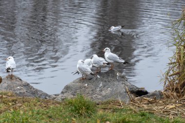 Large group birds of common gulls on shoreline in city lake. Rivergull on stone near coastline water. Flock birds chroicocephalus ridibundus fly, scream and eat fishs. Family laridae in wild nature. clipart