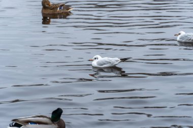 Mallard ducks and common gulls swim in pond in city park. Behaviour of birds anas platyrhynchos and chroicocephalus ridibundus in wildlife. Free water bird in habitat. Friend wild duck and river gull. clipart