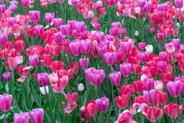 Pembe ve kırmızı çiçekleri karıştırın laleler nehir kenarında çiçek açar. Liliaceae familyasının soğanlı süs lale bitkileri çiçek tarhında yetişir. Çiçekli pembe yapraklar çiçek açar. Tomurcuklardan çiçek halı. Landscap parkları.