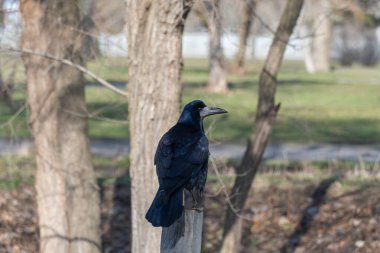 Kuş kalesi, ilkbaharın başında şehir parkında tüneyip bakıyor. Siyah tüylü ve gagalı bir karga. Corvus frugilegus, Corvus cinsinin bir türüdür. Yoldan geçen vahşi kuş hayvanlarının Avrasyalı dostu.
