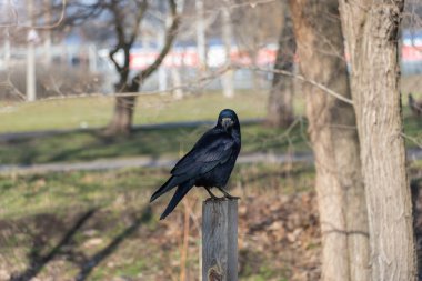 Kuş kalesi, ilkbaharın başında şehir parkında tüneyip bakıyor. Siyah tüylü ve gagalı bir karga. Corvus frugilegus, Corvus cinsinin bir türüdür. Yoldan geçen vahşi kuş hayvanlarının Avrasyalı dostu.