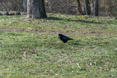 Kuş kalesi, ilkbaharın başında şehir parkında tüneyip bakıyor. Siyah tüylü ve gagalı bir karga. Corvus frugilegus, Corvus cinsinin bir türüdür. Yoldan geçen vahşi kuş hayvanlarının Avrasyalı dostu.