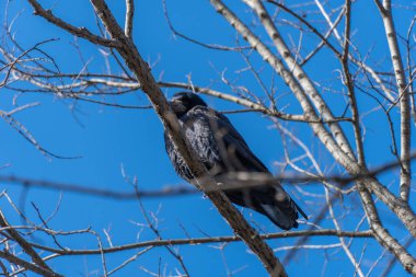Kuş kalesi, ilkbaharın başında şehir parkında tüneyip bakıyor. Siyah tüylü ve gagalı bir karga. Corvus frugilegus, Corvus cinsinin bir türüdür. Yoldan geçen vahşi kuş hayvanlarının Avrasyalı dostu.