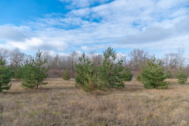 Çam ağaçları genç kozalaklı ormanlarda yetişir. Yeni ekilmiş orman. Yeşillik ormanları. Ormanların yeniden ağaçlandırılması, ağaçlandırılması ve çevresel iyileşmeyi hesaba katın. Doğadaki değişim.
