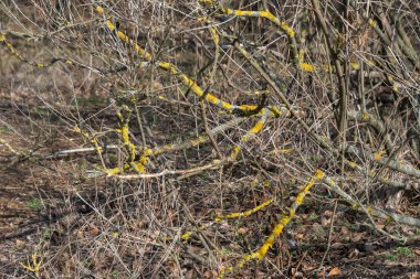 Ağaç kabuğunda sarı liken xanthoria parietina. Teloschistaceae familyasının yaygın sarı ölçekli mantarı. Denizdeki güneş patlaması yosunu. Dal üzerindeki yapıların yoğun rengi. Temiz ekoloji.