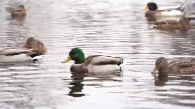 Yaban ördekleri nehirde yüzer. İlkbaharda çiftleşme mevsiminde parlak erkek ve dişi. Kuş hayatı doğada bir ornitorenk gibidir. Kuşlar vahşi doğada dalgalar üzerinde sallanıyor..
