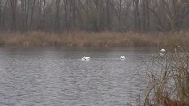 Vahşi doğada nehirde yüzen beyaz kuğunun zarif kuşu. Doğal ortamında gölde yüzen dilsiz kuğu. Doğal ortamda tatlı su kuşu. Vahşi doğadaki hayvan davranışları. Güzel boyun ve zarif kanatlar.