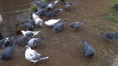 Güvercinler şehir parkındaki göl kıyısında tahılları gagalarlar. Özgürlük kuşları su kenarında beslenir. Gerçek güvercin columba aile güvercini cinidir. Kasabanın yabani kolobidonlarında çok yaygındır. Hayvan Yaban Hayatı.