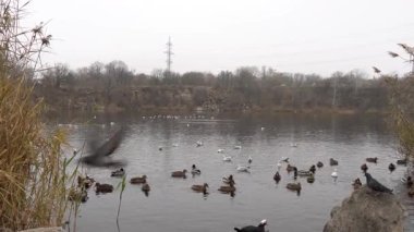 Mallard ördekleri ve martılar şehir parkındaki gölette yüzerler. Vahşi hayatta kuşların davranışları platyrhynchos ve chroicocephalus ridibundus. Yaşam alanında bedava su kuşu. Vahşi ördek ve nehir martısı.