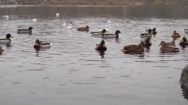 Mallard ördekleri ve martılar şehir parkındaki gölette yüzerler. Vahşi hayatta kuşların davranışları platyrhynchos ve chroicocephalus ridibundus. Yaşam alanında bedava su kuşu. Vahşi ördek ve nehir martısı.