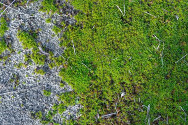 Doğada yeşil, genç sphagnum yosunu. Güzel turba yosunları ormanda yetişir. Toprak yığını yoğun bitkilerle kaplıdır. Sphagnaceae familyasının yosun cinsi dünyanın en yaşlı sakinidir. Bataklıklar.