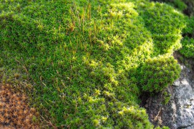 Green young sphagnum moss in nature. Beautiful grass of peat-moss grows in forest. Mound of soil is covered with dense plants. Moss genus of family sphagnaceae is oldest inhabitant of earth. Wetlands. clipart