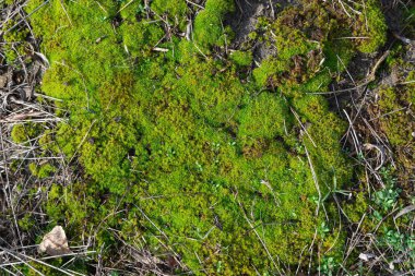 Green young sphagnum moss in nature. Beautiful grass of peat-moss grows in forest. Mound of soil is covered with dense plants. Moss genus of family sphagnaceae is oldest inhabitant of earth. Wetlands. clipart