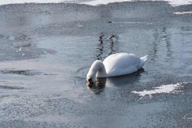 Baharın erken saatlerinde eriyen suda vahşi beyaz kuğu. Bahar zamanı donmuş nehirde yüzen tatlı su kuşu ve temiz tüyler. Vahşi yaşamda buzdan gölde yüzen zarif ygnus. Hayvan nehir kıyısı.
