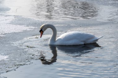 Baharın erken saatlerinde eriyen suda vahşi beyaz kuğu. Bahar zamanı donmuş nehirde yüzen tatlı su kuşu ve temiz tüyler. Vahşi yaşamda buzdan gölde yüzen zarif ygnus. Hayvan nehir kıyısı.
