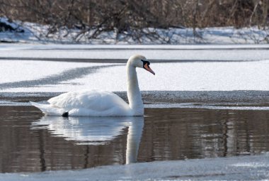 Baharın erken saatlerinde eriyen suda vahşi beyaz kuğu. Bahar zamanı donmuş nehirde yüzen tatlı su kuşu ve temiz tüyler. Vahşi yaşamda buzdan gölde yüzen zarif ygnus. Hayvan nehir kıyısı.