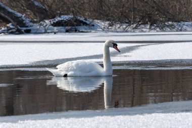 Baharın erken saatlerinde eriyen suda vahşi beyaz kuğu. Bahar zamanı donmuş nehirde yüzen tatlı su kuşu ve temiz tüyler. Vahşi yaşamda buzdan gölde yüzen zarif ygnus. Hayvan nehir kıyısı.