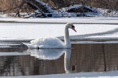 Baharın erken saatlerinde eriyen suda vahşi beyaz kuğu. Bahar zamanı donmuş nehirde yüzen tatlı su kuşu ve temiz tüyler. Vahşi yaşamda buzdan gölde yüzen zarif ygnus. Hayvan nehir kıyısı.