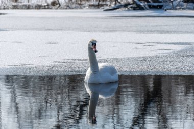Baharın erken saatlerinde eriyen suda vahşi beyaz kuğu. Bahar zamanı donmuş nehirde yüzen tatlı su kuşu ve temiz tüyler. Vahşi yaşamda buzdan gölde yüzen zarif ygnus. Hayvan nehir kıyısı.