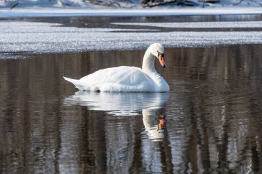Baharın erken saatlerinde eriyen suda vahşi beyaz kuğu. Bahar zamanı donmuş nehirde yüzen tatlı su kuşu ve temiz tüyler. Vahşi yaşamda buzdan gölde yüzen zarif ygnus. Hayvan nehir kıyısı.
