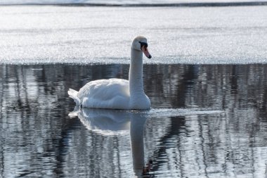 Baharın erken saatlerinde eriyen suda vahşi beyaz kuğu. Bahar zamanı donmuş nehirde yüzen tatlı su kuşu ve temiz tüyler. Vahşi yaşamda buzdan gölde yüzen zarif ygnus. Hayvan nehir kıyısı.