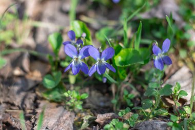 İlkbaharda ormanlık alanda küçük bir menekşe çiçeği açar. İlkbahar mevsiminde çiçek açan ve kokan bir aile kokulu viyola çiçeği. Çetin otçul uzun ömürlü büyüme vahşi bir nonoştur..