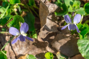 İlkbaharda ormanlık alanda küçük bir menekşe çiçeği açar. İlkbahar mevsiminde çiçek açan ve kokan bir aile kokulu viyola çiçeği. Çetin otçul uzun ömürlü büyüme vahşi bir nonoştur..