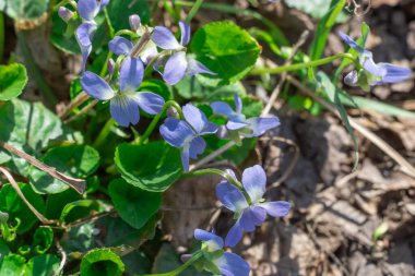 İlkbaharda ormanlık alanda küçük bir menekşe çiçeği açar. İlkbahar mevsiminde çiçek açan ve kokan bir aile kokulu viyola çiçeği. Çetin otçul uzun ömürlü büyüme vahşi bir nonoştur..