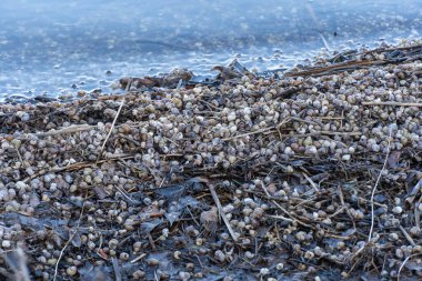 Birçok kahverengi çizgili nehir salyangoz kabukları su kıyısında. Yaygın canlı kontectus, viviparidae familyasından bir tatlı su gastropod yumuşakçasıdır. Su yumuşakçaları kumlu kumsalda dalgalarla akıp gidiyor..