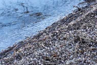 Birçok kahverengi çizgili nehir salyangoz kabukları su kıyısında. Yaygın canlı kontectus, viviparidae familyasından bir tatlı su gastropod yumuşakçasıdır. Su yumuşakçaları kumlu kumsalda dalgalarla akıp gidiyor..