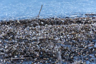 Birçok kahverengi çizgili nehir salyangoz kabukları su kıyısında. Yaygın canlı kontectus, viviparidae familyasından bir tatlı su gastropod yumuşakçasıdır. Su yumuşakçaları kumlu kumsalda dalgalarla akıp gidiyor..
