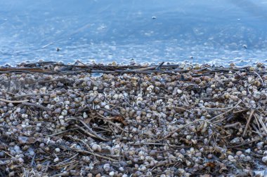 Birçok kahverengi çizgili nehir salyangoz kabukları su kıyısında. Yaygın canlı kontectus, viviparidae familyasından bir tatlı su gastropod yumuşakçasıdır. Su yumuşakçaları kumlu kumsalda dalgalarla akıp gidiyor..