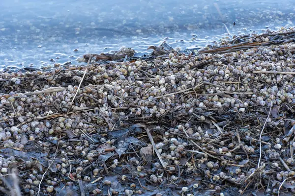 Birçok kahverengi çizgili nehir salyangoz kabukları su kıyısında. Yaygın canlı kontectus, viviparidae familyasından bir tatlı su gastropod yumuşakçasıdır. Su yumuşakçaları kumlu kumsalda dalgalarla akıp gidiyor..