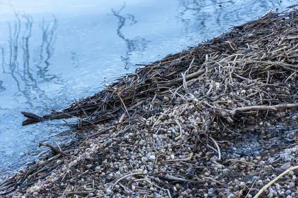 Birçok kahverengi çizgili nehir salyangoz kabukları su kıyısında. Yaygın canlı kontectus, viviparidae familyasından bir tatlı su gastropod yumuşakçasıdır. Su yumuşakçaları kumlu kumsalda dalgalarla akıp gidiyor..
