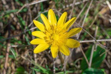Sarı daha az celandin çiçekleri ilkbaharda açılır. Küçük floret verna otlakta yetişen bitkisel bitkidir. Yaban hayatında Bahar Çiçeği Ranunculus. Yaban Çiçeği.