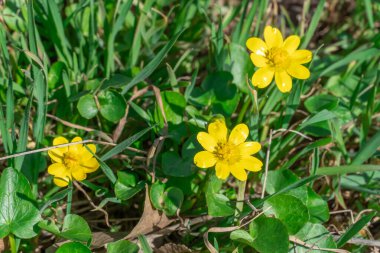 Sarı daha az celandin çiçekleri ilkbaharda açılır. Küçük floret verna otlakta yetişen bitkisel bitkidir. Yaban hayatında Bahar Çiçeği Ranunculus. Yaban Çiçeği.