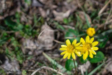 Sarı daha az celandin çiçekleri ilkbaharda açılır. Küçük floret verna otlakta yetişen bitkisel bitkidir. Yaban hayatında Bahar Çiçeği Ranunculus. Yaban Çiçeği.
