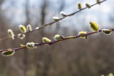 Fluffy catkins of pussy willow growth on glade in spring time. Tree-like shrub branch salix caprea or rakita blooms. Nature awakes in spring and so called soft cats. Blooming twig goat willow.