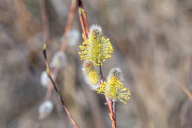 Fluffy catkins of pussy willow growth on glade in spring time. Tree-like shrub branch salix caprea or rakita blooms. Nature awakes in spring and so called soft cats. Blooming twig goat willow.