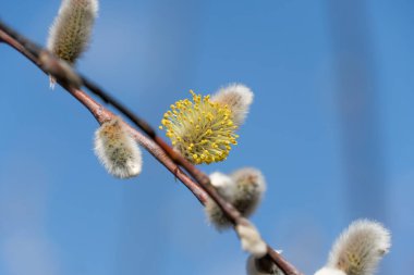 Fluffy catkins of pussy willow growth on glade in spring time. Tree-like shrub branch salix caprea or rakita blooms. Nature awakes in spring and so called soft cats. Blooming twig goat willow.