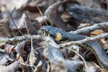 Küçük bir çim yılanı kuru yaprakların arasında saklanır. Natrix natrix, Colubridae familyasından zehirli olmayan bir yılan türüdür. Başının arkasında parlak sarı noktalar olan barışsever bir sürüngen..