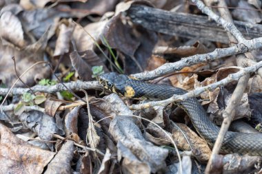 Küçük bir çim yılanı kuru yaprakların arasında saklanır. Natrix natrix, Colubridae familyasından zehirli olmayan bir yılan türüdür. Başının arkasında parlak sarı noktalar olan barışsever bir sürüngen..