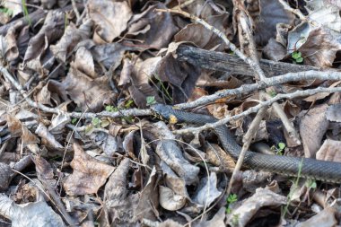 Küçük bir çim yılanı kuru yaprakların arasında saklanır. Natrix natrix, Colubridae familyasından zehirli olmayan bir yılan türüdür. Başının arkasında parlak sarı noktalar olan barışsever bir sürüngen..