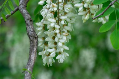 İlkbaharda beyaz robinia psödoacia çiçekleriyle çiçek açan dallar. Ormanda yeşil ağaç dallı sahte akasya aşısı. Yeşillik yapraklı siyah çekirge. Akasya ağacı.