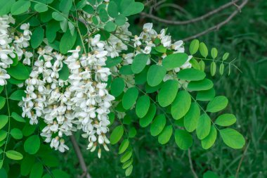 İlkbaharda beyaz robinia psödoacia çiçekleriyle çiçek açan dallar. Ormanda yeşil ağaç dallı sahte akasya aşısı. Yeşillik yapraklı siyah çekirge. Akasya ağacı.