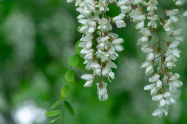 İlkbaharda beyaz robinia psödoacia çiçekleriyle çiçek açan dallar. Ormanda yeşil ağaç dallı sahte akasya aşısı. Yeşillik yapraklı siyah çekirge. Akasya ağacı.