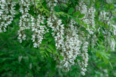 İlkbaharda beyaz robinia psödoacia çiçekleriyle çiçek açan dallar. Ormanda yeşil ağaç dallı sahte akasya aşısı. Yeşillik yapraklı siyah çekirge. Akasya ağacı.