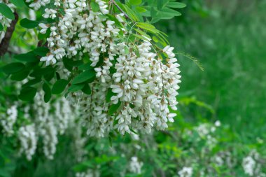 İlkbaharda beyaz robinia psödoacia çiçekleriyle çiçek açan dallar. Ormanda yeşil ağaç dallı sahte akasya aşısı. Yeşillik yapraklı siyah çekirge. Akasya ağacı.